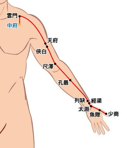 手太阴肺经