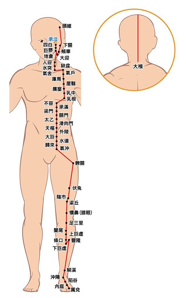 足阳明胃经