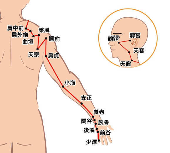 手太陽小腸經